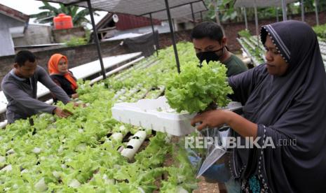 Petani sayur hidroponik mengemas hasil panen di Perkebunan Tunas Baru Hidroponik, Kecamatan Baruga, Kendari, Sulawesi Tenggara. Sejak pemerintah menetapkan darurat kesehatan wabah COVID-19, petani mengaku penjualan sayur mayur hidroponik meningkat drastis dengan mampu meraup omzet Rp600 ribu per hari dan kebanyakan pembeli memesan melalui jasa ojek daring agar tetap berada di rumah