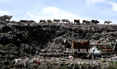 Sapi mencari makan di TPST Piyungan, Bantul, Yogyakarta.