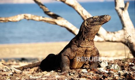 eekor komodo di Taman Nasional Komodo NTT.