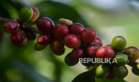 Biji kopi (ilustrasi). Petani kopi di Rejang Lebong, Bengkulu, diminta menggunakan klon kopi unggulan.