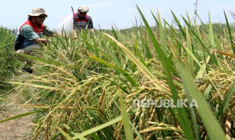 General Manager Zona 11 Subholding Upstream Pertamina Regional Indonesia Timur Muzwir Wiratama (tengah) bersama Field Manager Pertamina EP (PEP) Sukowati Field Totok Parafianto (kanan) meninjau lokasi sawah organik di Desa Rahayu, Soko, Tuban, Jawa Timur, Rabu (8/11/2023). Melalui Program Pengembangan Masyarakat (PPM) Pertanian Organik Antasena Petani Rahayu Bersatu Kreatif Sehat dan Sejahtera PEP Sukowati Field, hasil panen padi mengalami peningkatan yang signifikan dengan menghasilkan 7 ton per hektare dibandingkan dengan metode konvensional sekitar 2 ton per hektare dalam satu musim tanam. 