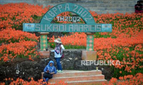 Pengunjung melihat Bunga Amarilis yang bermekaran di Gunungkidul, Yogyakarta. Pemkab Gunungkidul melakukan penyesuaian tarif retribusi objek wisata mulai 1 Januari 2024.