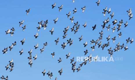 Sejumlah burung terbang secara berkelompok untuk bermigrasi (ilustrasi).