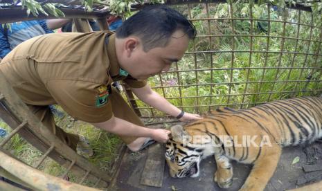 Harimau Kakak Adik di Solok Gagal Bertahan di Alam Liar. Dokter hewan memeriksa kondisi harimau sumatera (panthera tigris sumatrae) yang sudah dibius di Jorong Ingu, Nagari Simpang Tanjung Nan Ampek, Kecamatan Danau Kembar, Kabupaten Solok, Sumatera Barat, Senin (7/12/2020). Tim BKSDA menggunakan perangkap, kembali menangkap seekor harimau sumatera berjenis kelamin jantan yang sudah meresahkan warga setempat sejak sepekan terakhir. 