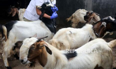 Petugas Dinas Ketahanan Pangan dan Peternakan memeriksa kondisi kelayakan hewan kurban saat sidak di salah satu tempat penjualan hewan kurban di Desa Sumberejo, Kediri, Jawa Timur, Selasa (21/7/2020). Sidak ke sejumlah pedagang hewan tersebut bertujuan menangkal peredaran hewan kurban yang tidak layak seperti sakit, cacat, ataupun belum cukup umur. ANTARA FOTO/Prasetia Fauzani/foc.