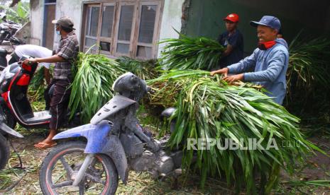 Sejumlah peternak mengambil bantuan makanan ternak di Desa Supiturang, Pronojiwo, Lumajang, Jawa Timur, Selasa (7/12/2021). Bantuan tersebut diberikan guna membantu para peternak mengatasi kesulitan pakan ternak usai terdampak letusan Gunung Semeru. 