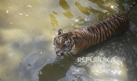 Harimau Sumatera (Panthera Tigris Sumatrae) berendam dikandangnya di Solo Zoo Taman Satwa Taru Jurug (TSTJ), Solo, Jawa Tengah, Rabu (14/4/2021). Data populasi harimau Sumatera di Indonesia berdasarkan data Kementerian Lingkungan Hidup dan Kehutanan (KLHK) sebanyak 600-an ekor dan berstatus mengkhawatirkan akibat tingginya perusakan hutan dan perburuan liar satwa dilindungi tersebut..