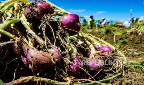 Detil bawang merah usai dipanen petani di Kampung Arsopura, Distrik Skanto, Kabupaten Keerom, Papua, Ahad (22/11/2020). Harga bawang merah lokal yang berasal dari Arso, Kabupaten Keerom di pasar Youtefa, Jayapura, mencapai Rp 70.000/kg.