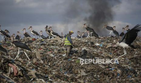  Seorang pria yang mengais bahan daur ulang untuk mencari nafkah, tengah, berjalan melewati bangau Marabou yang sedang makan di gunung garasi di tengah asap dari pembakaran sampah di Dandora, tempat pembuangan sampah terbesar di ibu kota Nairobi, Kenya Selasa, 7 September 2021. 