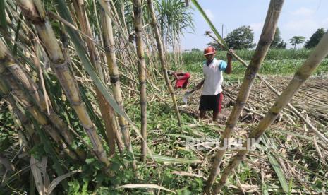 Buruh tani memanen tebu hijau sebagai bahan baku minuman sari tebu.