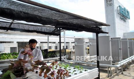 Karyawan hotel memanen sayur bayam merah yang ditanam dengan sistem hidroponik di atap gedung Hotel The101, Suryakencana, Kota Bogor, Jawa Barat, Rabu (25/11/2020). Pemanfaatan atap gedung hotel untuk menanam secara hidroponik berbagai jenis sayuran tersebut merupakan salah satu langkah menjaga ketahanan pangan di masa pandemi COVID-19.