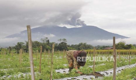 Seorang wanita bekerja di ladangnya saat Gunung Marapi memuntahkan material vulkanik saat meletus di Agam, Sumatera Barat, Indonesia, Senin, 4 Desember 2023. Gunung berapi tersebut memuntahkan kolom abu tebal setinggi 3.000 meter (9.800 kaki) ke angkasa dalam letusan mendadak hari Minggu dan awan abu panas menyebar beberapa mil (kilometer).