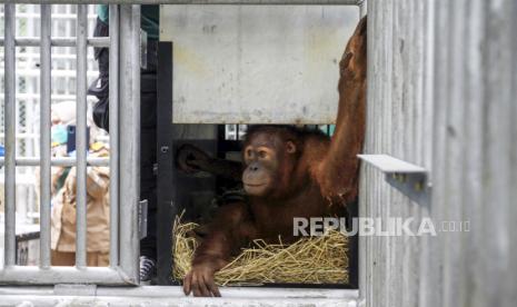 Seekor orangutan Sumatra (Pongo abelii) berada di dalam kandang karantina Sementara saat tiba di Terminal Kargo Bandara Sultan Thaha Saifuddin Jambi, Jumat (18/12/2020). Dua ekor orangutan Sumatra berjenis kelamin betina bernama Ung Aing dan Natalee yang merupakan hasil sitaan Polisi Penanggulangan Kejahatan Sumber Daya alam dan Lingkungan Thailand (NRCD) pada tanggal 21 Desember 2016 tersebut direpatriasi ke Indonesia setelah dirawat dalam pengawasan oleh Khao Prathubchang Wildlife Rescue Center (KPRC). 