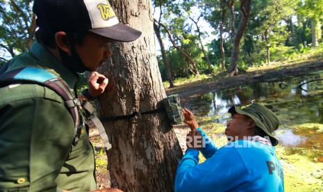 BBKSDA Riau Pasang Box Trap untuk Selamatkan Harimau di Siak (ilustrasi).