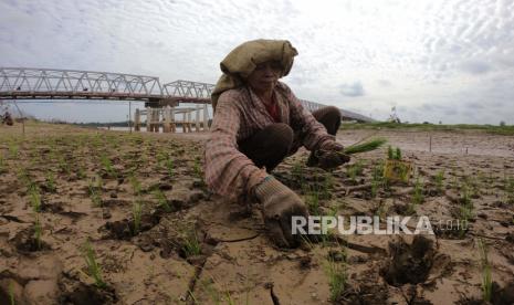 Petani menanam bibit padi di Teluk Kenali, Telanaipura, Jambi, Kamis (2/7/2020). Warga setempat memanfaatkan tepian Sungai Batanghari yang surut akibat kemarau guna menanam padi sehingga membantu perekonomian warga. 