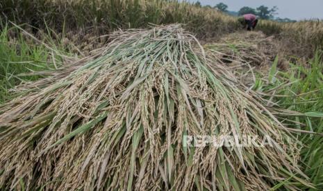 Kenaikan NTP tanaman pangan juga diikuti peningkatan harga gabah di tingkat petani. (ilustrasi)