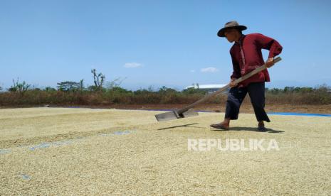 Petani menjemur padi, di Rancanumpang, Gedebage, Kota Bandung, Selasa (12/9/2023). Panen padi di saat kemarau, di tengah kenaikan harga gabah kering, membuat banyak petani sumeringah. Menurut pelaku usaha penggilingan padi, harga gabah kering saat ini mengalami kenaikan harga dari Rp 5.000 per kilogram menjadi Rp7.000 per kilogram.