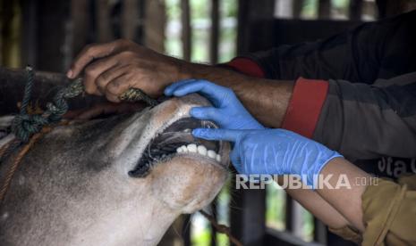 Dokter hewan memeriksa kesehatan hewan kurban (ilustrasi). Pemkot Batam memperketat jalur masuk pengiriman hewan kurban.