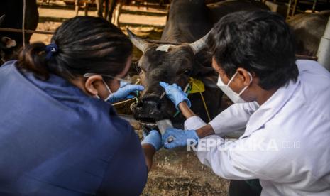 Daging dari hewan yang terjangkit PMK aman dikonsumsi apabila diolah dengan benar.