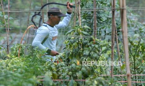 Petani menyemprotkan obat untuk mencegah penyakit patek yang biasa menyerang cabai rawit di saat musim hujan, di ladang cabai, Desa Mekarwangi, Kecamatan Lembang, Kabupaten Bandung Barat, Senin (8/3). Saat ini harga cabai rawit dipasaran cukup tinggi Rp 130.000 per kilogram dari harga normal Rp 30.000 per kilogram. 