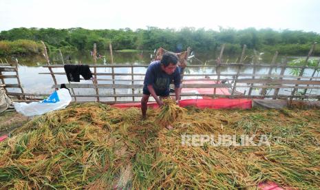 Petani menjemur hasil panen dini padi di sawah yang terendam banjir luapan Sungai Batanghari di Sarang Burung, Jambi Luar Kota, Muarojambi, Jambi, Rabu (29/9/2021). Nilai Tukar Petani (NTP) kembali mengalami kenaikan sebesar 0,96 persen menjadi 105,68 sepanjang September 2021.