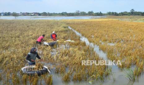 Petani memanen padi yang terendam banjir di persawahan Desa Setrokalangan, Kaliwungu, Kudus, Jawa Tengah, Selasa (23/2/2021). Petani di Kabupaten Kudus, Jawa Tengah, yang tanaman padinya mengalami puso akibat tergenang banjir pada Desember 2022 akhirnya mendapatkan ganti untung sebesar Rp 1,25 miliar