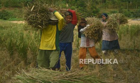 Sejumlah petani memanen padi di Kampung Pasir Gadung, Kasemen, Serang, Banten, Senin (31/8/2020). Menurut Kepala Dinas Pertanian Provinsi Banten Agus Tauchid realisasi perolehan gabah hasil panen sejak April hingga Agustus 2020 di Provinsi Banten bisa sesuai target dan tidak terdampak pandemi COVID-19 yaitu mencapai 255.342 ton dari lahan panen seluas 49.370 hektar sehingga saat ini terjadi surplus produksi gabah sebanyak 160.132 ton yang siap didistribusikan ke luar Banten. 