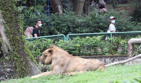  Warga mengunjungi kandang singa di Kebun Binatang Ragunan di Jakarta, Sabtu (23/10/2021). Pihak berwenang telah membuka kembali salah satu lokasi wisata populer di Jakarta, Kebun Binatang Ragunan, setelah ditutup sementara selama darurat virus corona, sebagai bagian dari pembukaan kembali tujuan rekreasi pada masa pembatasan COVID-19 level 2 atau PPKM (Penegakan Pembatasan Kegiatan Masyarakat) Level 2.