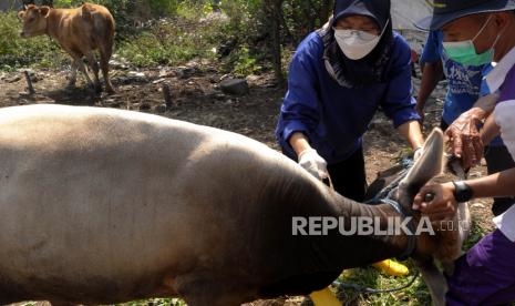 Dokter hewan dari Dinas Ketahanan Pangan dan Pertanian (DKPP) Kota Solo menyuntikkan vaksin untuk sapi peliharaan warga di Randusasi, Mojosongo, Solo, Jawa Tengah, Kamis (30/6/2022). Vaksinasi sapi tersebut sebagai upaya mencegah penyebaran penyakit mulut dan kuku (PMK) pada hewan ternak sapi peliharaan warga. 