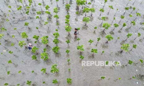  Perusahaan tambang batu bara PT Adaro Indonesia melakukan penanaman bakau di Suaka Margasatwa (SM) Kuala Lupak, Kabupaten Barito Kuala, sebagai rangkaian persiapan penilaian keberhasilan rehab anak Daerah Aliran Sungai (DAS) Adaro. (ilustrasi).