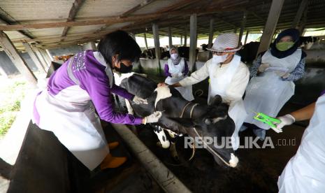 Dokter hewan dari Pusat Veteriner Farma (Putvetma) Surabaya menyuntikkan vaksin wabah penyakit mulut dan kuku (PMK) untuk sapi di kandang kawasan Tanjungsari, Taman, Sidoarjo, Jawa Timur, Jumat (17/6/2022). Pusat Veteriner Farma (Pusvetma) di Surabaya melakukan vaksinasi terhadap hewan ternak untuk mengendalikan penularan penyakit mulut dan kuku hewan (PMK). 