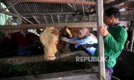 Veteriner Dinas Pertanian, Pangan, dan Perikanan Kabupaten Sleman melakukan vaksinasi penyakit PMK ke ternak warga di Cangkringan, Sleman, Yogyakarta, Selasa (28/6/2022). Pemkab Sleman bersama Kementerian Pertanian (Kementan) meluncurkan program vaksinasi Penyakit Mulut dan Kuku (PMK) di Kabupaten Sleman. Hal itu dilakukan dalam rangka menekan penyebaran virus PMK di Kabupaten Sleman. Ada 3.100 dosis vaksin PMK yang diberikan pada tahap pertama. Sapi perah menjadi prioritas pada vaksinasi penyakit PMK