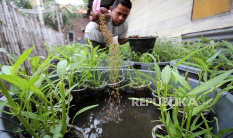 Warga memberi pakan ikan lele teknik budidaya ikan dalam ember (budikdamber) dan sayuran di Desa Mon Geudong, Lhokseumawe, Aceh, Jumat (19/3/2021). Budikdamber jenis lele, patin, gabus, dan gurame dan sayuran di pekarangan rumah itu menjadi proyek ketahanan pangan keluarga di masa pandemi COVID-19. 