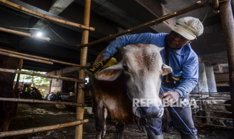 Pekerja mengelap sapi kurban yang telah dimandikan di UD GG Barokah, Sungai Bambu, Tanjung Priok, Jakarta, Selasa (5/7/2022). Salon sapi kurban yang berada di kolong Tol Wiyoto Wiyono itu melayani pembersihan dan menghias hewan kurban sebelum dikirim ke pembeli sebagai bentuk inovasi untuk menarik minat pembeli di tengah wabah penyakit mulut dan kuku (PMK). Republika/Putra M. Akbar