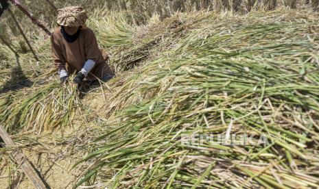 Petani merontokkan padi di lahan persawahan di Cisaranten Kidul, Kota Bandung, Jawa Barat, Kamis (16/3/2023). Menurut BRIN, bila Indonesia punya produksi pangan yang tinggi, maka Indonesia tidak perlu lahan yang luas untuk menghasilkan produk pangan melainkan butuh teknologi. 