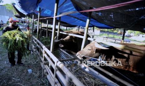 Pekerja memberikan pakan ternak sapi 