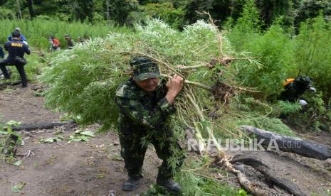 Seorang personil Badan Narkotika Nasional (BNN) provinsi Aceh memikul tanaman ganja untuk dimusnahkan di kawasan pegunungan Seulawah, Desa Indrapuri, Kabupaten Aceh Besar, Aceh, Sabtu (1/6/2024). Dalam operasi tersebut, BNN  menemukan seluas 2,5 hektare tanaman ganja siap panen berumur sekitar tiga bulan  yang kemudian dimusnahkan dengan cara dibakar , sedangkan pemilik tanaman ganja tersebut tidak berhasil ditangkap. 