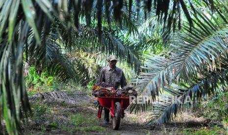 Pekerja mengangkut tandan buah segar (TBS) kelapa sawit di Muara Sabak Barat, Tajungjabung Timur, Jambi, Jumat (10/7/2020). 