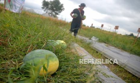 Petani memanen buah semangka di Demplot Sekolah Lapang budidaya semangka Desa Selomartani, Kalasan, Sleman, Yogyakarta, Selasa (6/6/2023). 