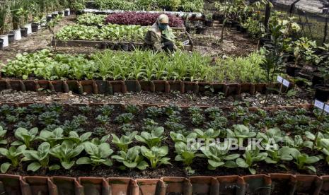 Petugas dari Dinas Pangan dan Pertanian Kota Bandung merawat sayuran di Buruan SAE, Jalan Kopo, Kota Bandung, Jumat (15/5). Kegiatan urban farming tersebut dapat menjadi solusi bagi warga dalam upaya menjaga ketahanan pangan di tengah pandemi Covid-19 sekaligus mengurangi aktivitas berbelanja di pasar yang menjadi tempat orang berkumpul