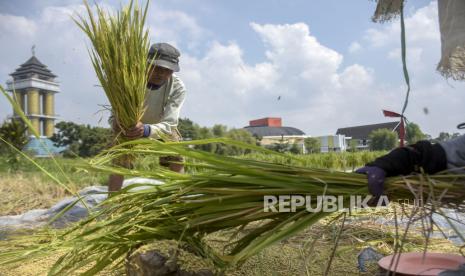 Petani merontokkan padi di lahan persawahan. mendapat laporan kondisi eksisting sawah, masuk kedalam pendataan LBS 2024 dan ditetapkan sebagai KP2B dalam RTRW yakni kondisi sawah terkurung bangunan