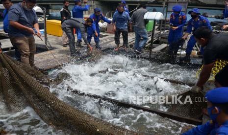 Petambak bersama anggota Polri dan TNI memanen udang lobster, giant trevally, dan ikan kerapu di karamba apung di Pelabuhan Ulee Lheue, Banda Aceh, Aceh, Kamis (9/7/2020). Budidaya produk perikanan oleh nelayan binaan Polda Aceh itu merupakan program pemberdayaan masyarakat pesisir yang bertujuan mendukung ketahanan pangan di sektor perikanan. 