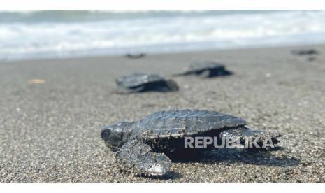 Sejumlah tukik penyu lekang (Lepidochelys Olivacea) yang dilepasliarkan di kawasan pantai Sodong, Kabupaten Cilacap, Jawa Tengah pada kegiatan konservasi Pertamina Patra Niaga Jawa Bagian Tengah (JBT), Selasa (19/9).