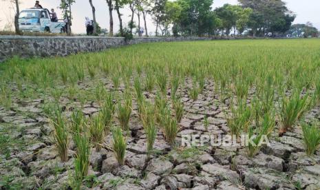 Tanaman padi mulai menguning akibat kekeringan di saat kemarau.