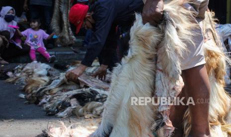 Pengepul menyortir kulit kambing di Surabaya, Jawa Timur, Jumat (31/7/2020). Kulit hewan kurban tersebut dibeli dari warga dengan harga Rp15.000 per lembar kulit kambing dan Rp3.000 per kilogram untuk kulit sapi. 