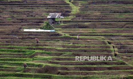 Petani mengolah tanah saat memasuki masa tanam padi di area persawahan Desa Mengesta, Tabanan, Bali, Kamis (31/8/2023). 