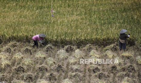 Petani memanen padi di lahan persawahan di Cisaranten Kidul, Kota Bandung, Jawa Barat, Kamis (16/3/2023). 