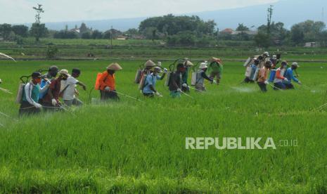 Sejumlah petani menyemprotkan obat hama pada tanaman padi di lahan pertanian Dibal, Ngemplak, Boyolali, Jawa Tengah. Direktur Eksekutif Indef, Ahmad Tauhid menyayangkan kebijakan impor beras 1 juta ton yang sudah dialokasikan melalui perum Bulog. Menurutnya, kebijakan itu lambat laun akan menghancurkan kondisi harga di tingkat petani yang kini sedang berjuang meningkatkan produksi.