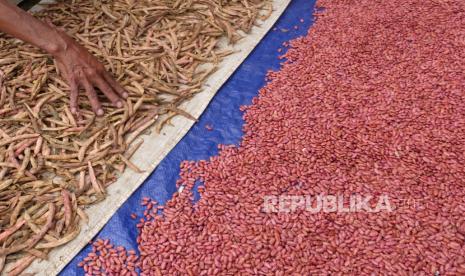 Petani menjemur kacang merah (Phaseolus vulgaris) di kawasan lereng Gunung Sindoro, Desa Banaran, Banjarsari, Temanggung, Jateng, Selasa (19/7/2022). Kacang merah yang dibudidayakan petani setempat secara tumpang sari dengan tanaman tembakau itu saat ini harganya Rp18 ribu per kilogram atau lebih murah dibanding musim panen sebelumnya yang mencapai Rp25 ribu per kilogram. 