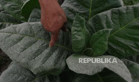 Seorang warga menunjukan abu vulkanik tipis Gunung Merapi pada daun tembakau di Stabelan, Tlogolele, Selo, Boyolali, Jawa Tengah, Ahad (8/8/2021). Berdasarkan data pengamatan Balai Penyelidikan dan Pengembangan Teknologi Kebencanaan Geologi pada Minggu (8/8/2021) pukul 04.58 WIB terjadi rangkaian awan panas guguran dengan jarak luncur terjauh 3.000 meter ke arah barat daya. 